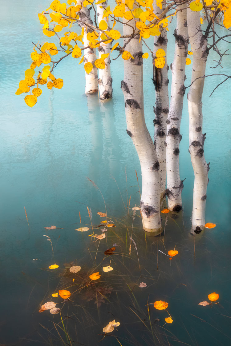 IMMERSION FLOATING ASPEN CANADIAN ROCKIES FINE ART PRINT 0162-Edit